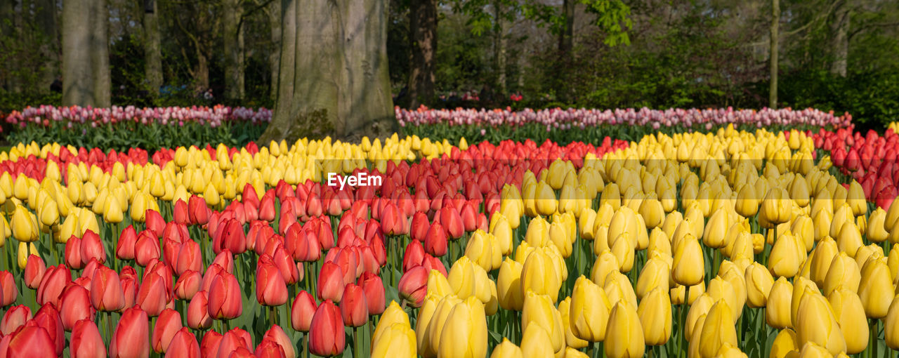 Close-up of multi colored tulips in park