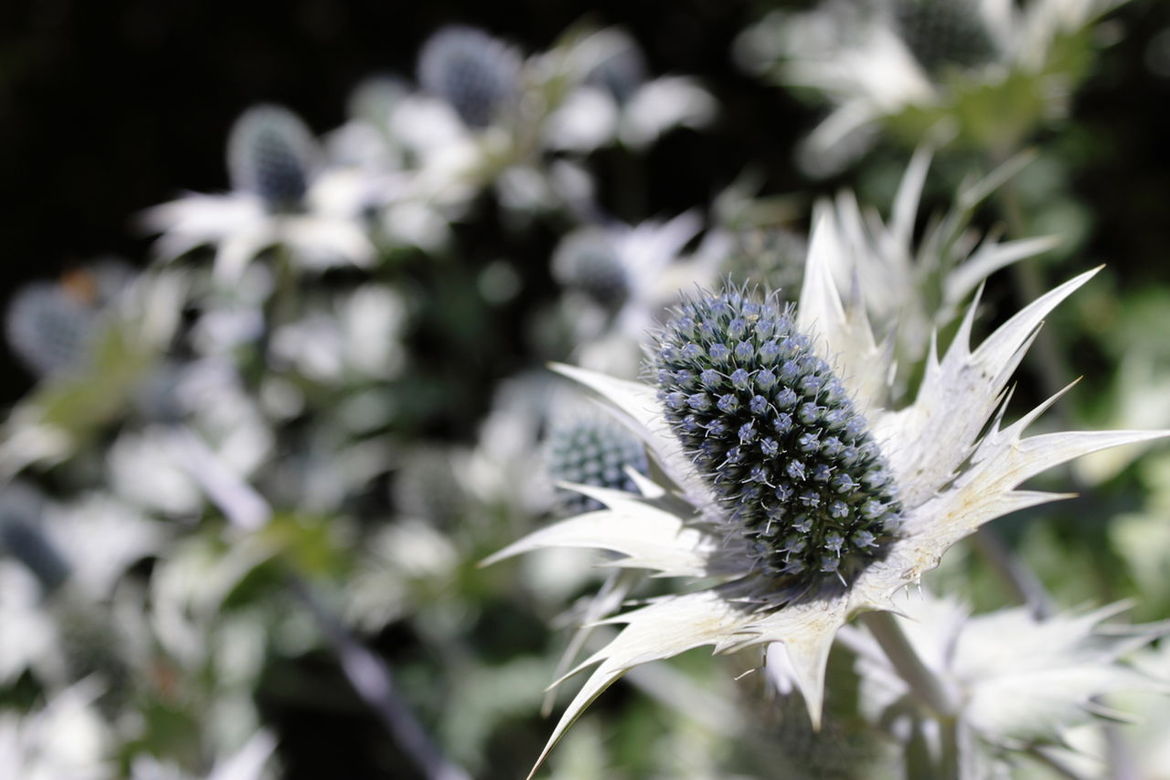 Close-up of thistle