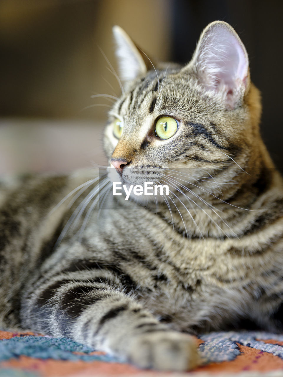 CLOSE-UP PORTRAIT OF TABBY CAT