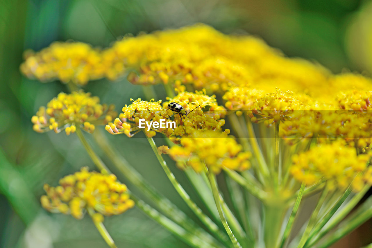 CLOSE-UP OF HONEY BEE ON YELLOW FLOWER