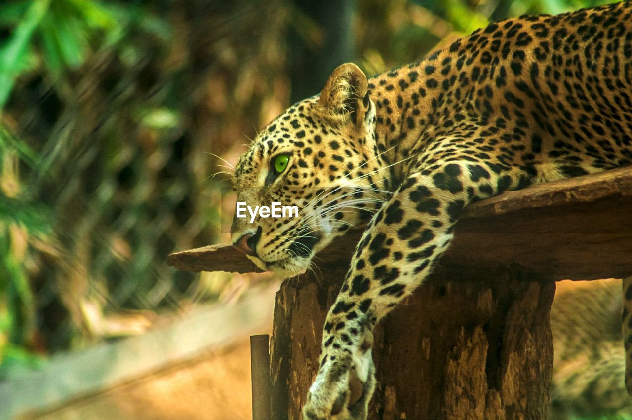 Close-up of leopard