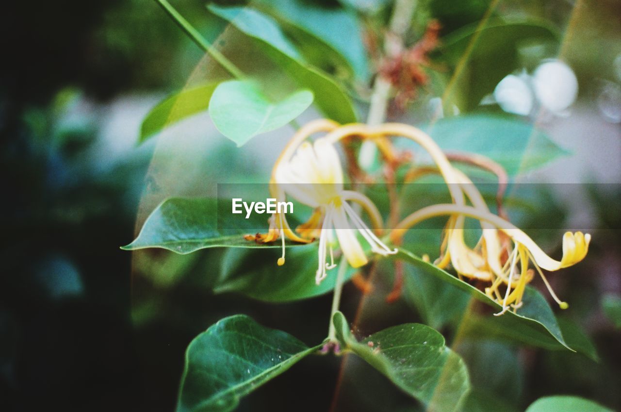 Honeysuckle caught on 35mm film