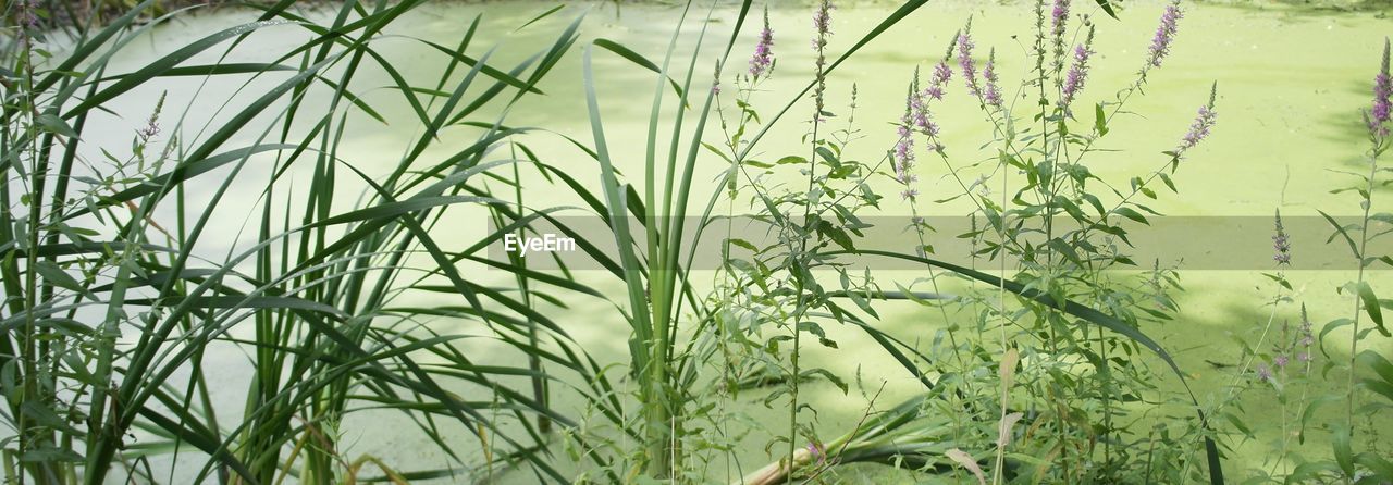 CLOSE-UP OF PLANTS