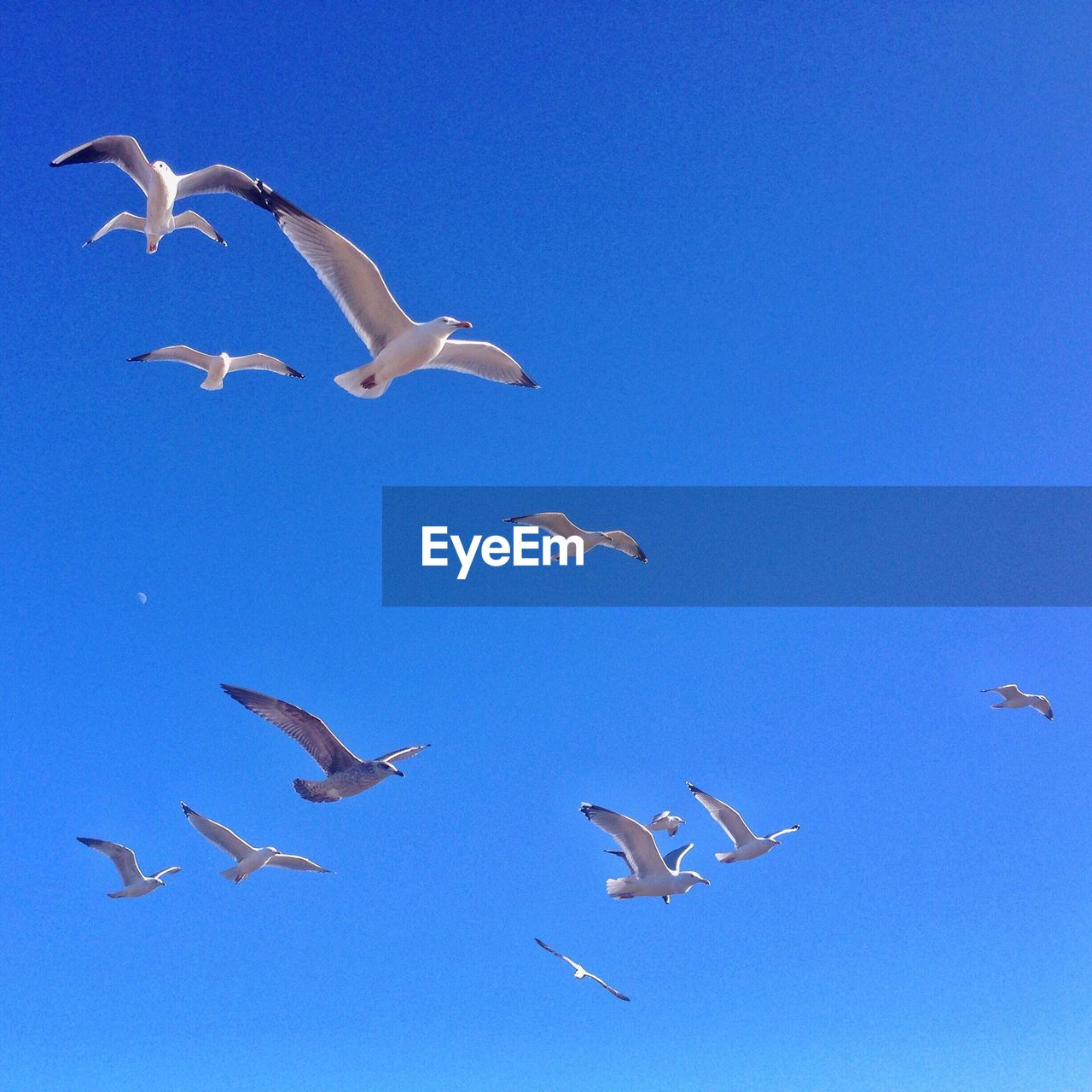 Low angle view of seagulls flying against clear blue sky