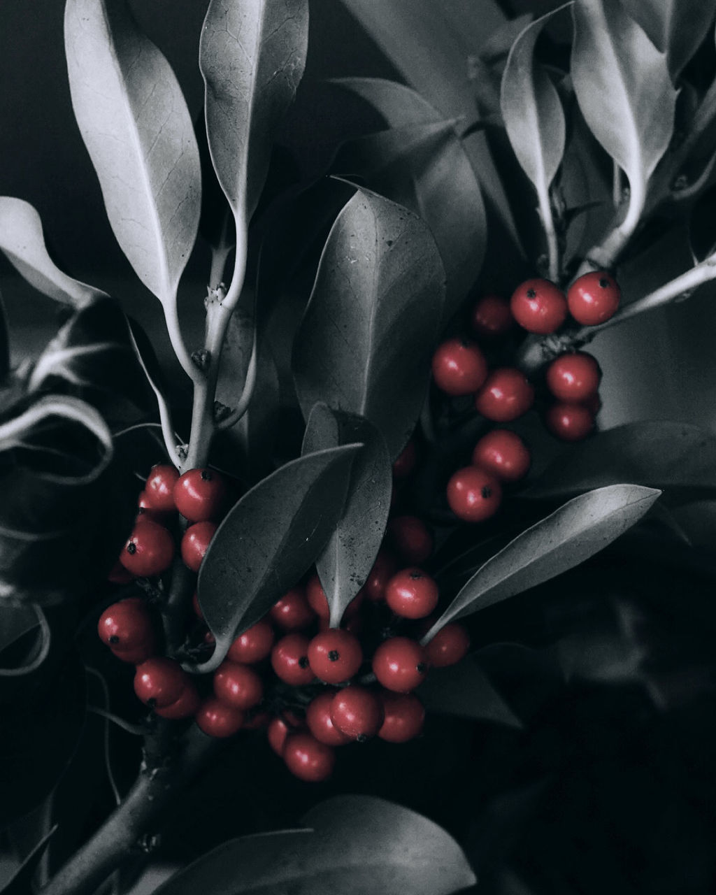 food, food and drink, fruit, healthy eating, still life photography, plant part, leaf, black and white, red, plant, flower, freshness, wellbeing, no people, nature, black, berry, monochrome, growth, produce, monochrome photography, cherry, close-up, holly, still life, agriculture, studio shot, indoors