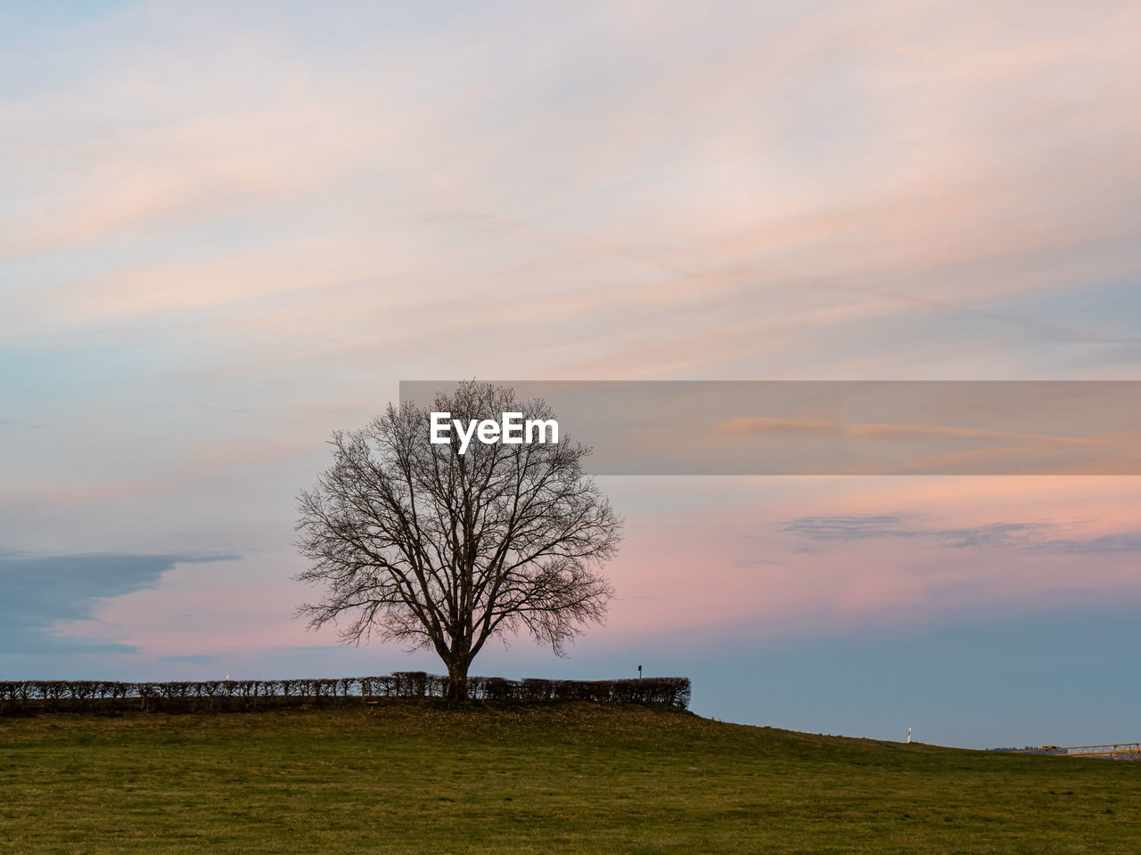 BARE TREE ON FIELD AGAINST SKY