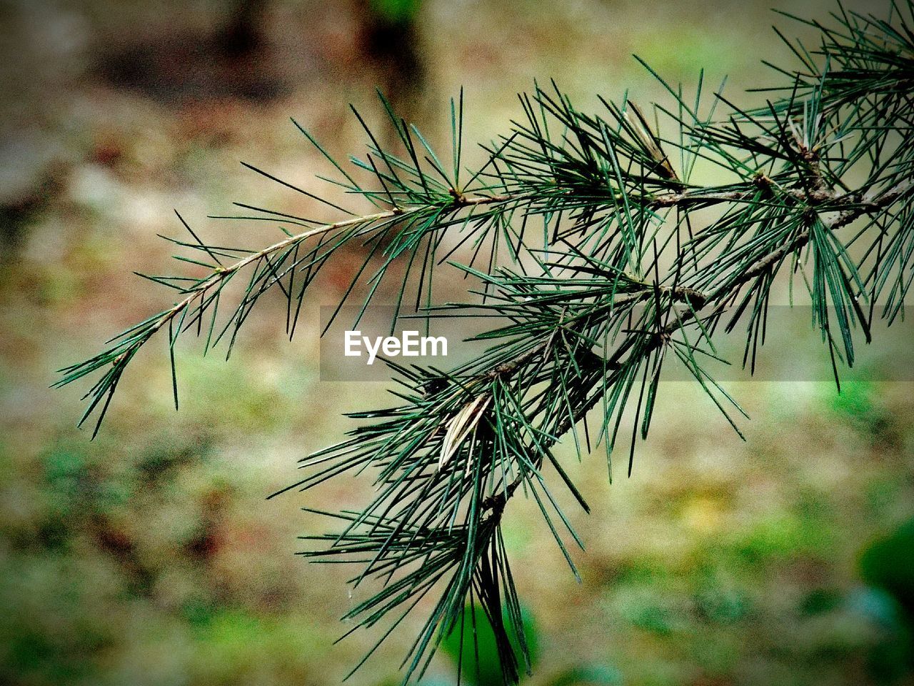 CLOSE-UP OF PLANTS