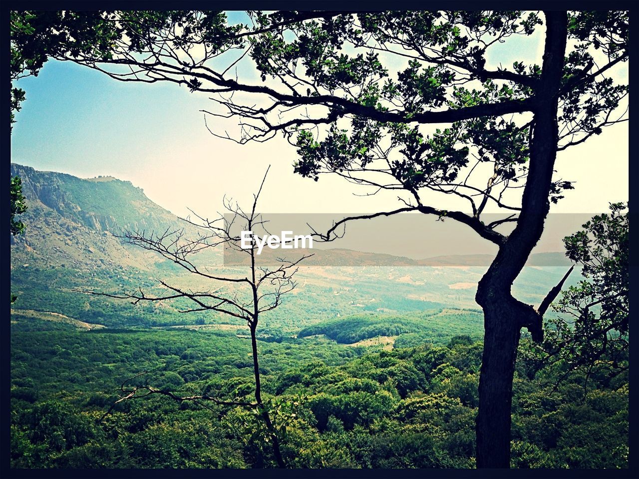 View of lush foliage landscape against sky