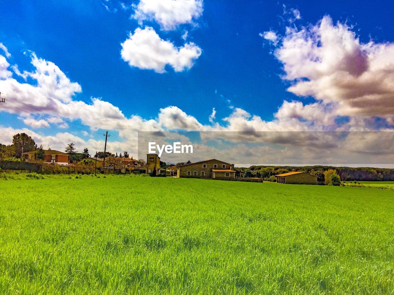 Scenic view of grassy field against sky