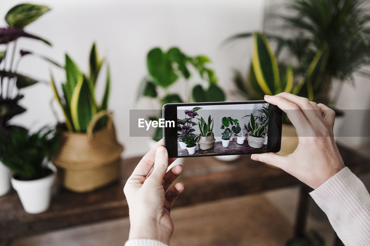 Woman photographing houseplant through smart phone at home