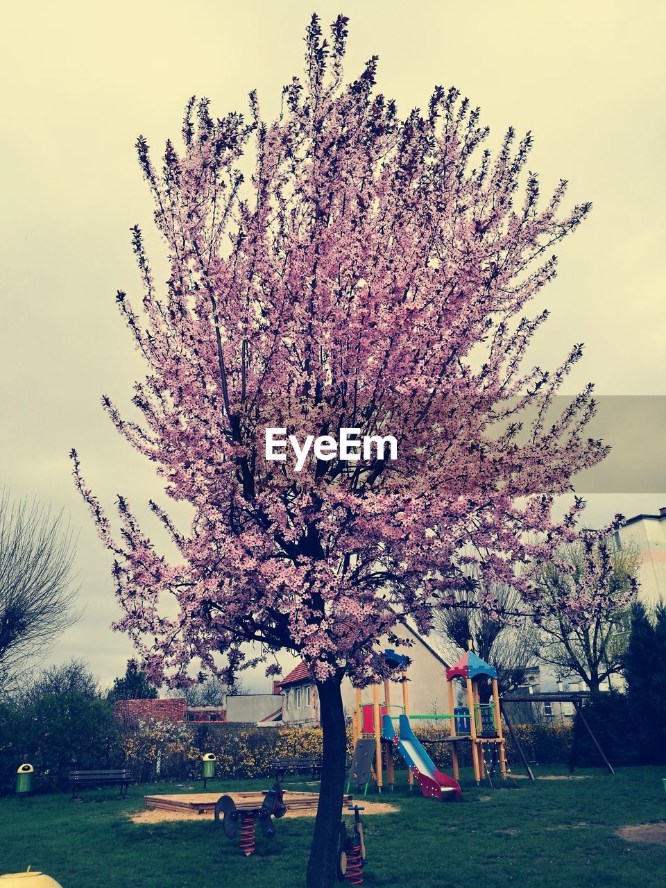 TREE AGAINST SKY