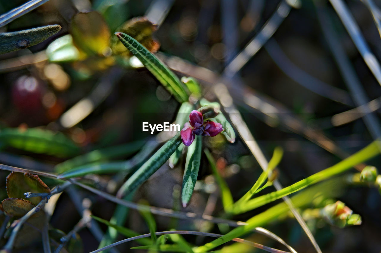 CLOSE-UP OF PLANT