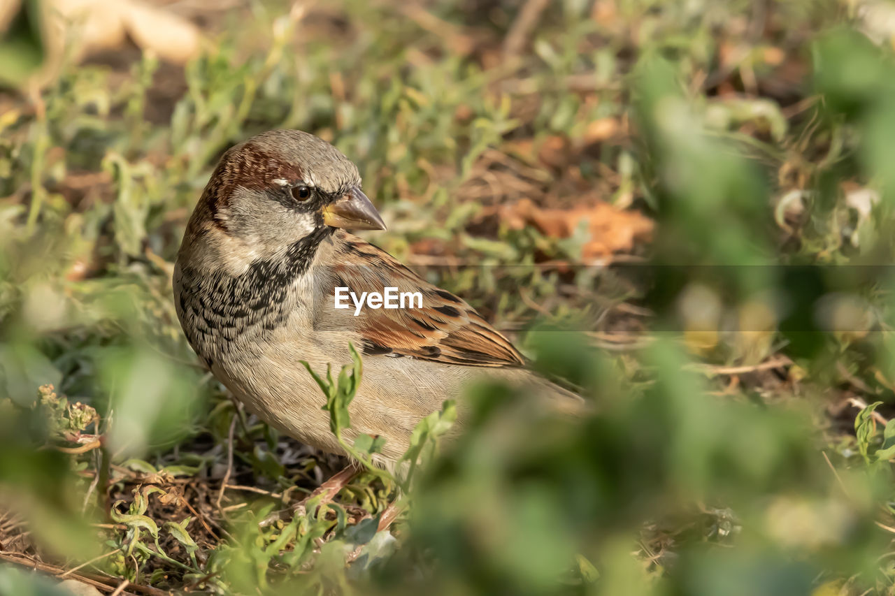 close-up of a bird