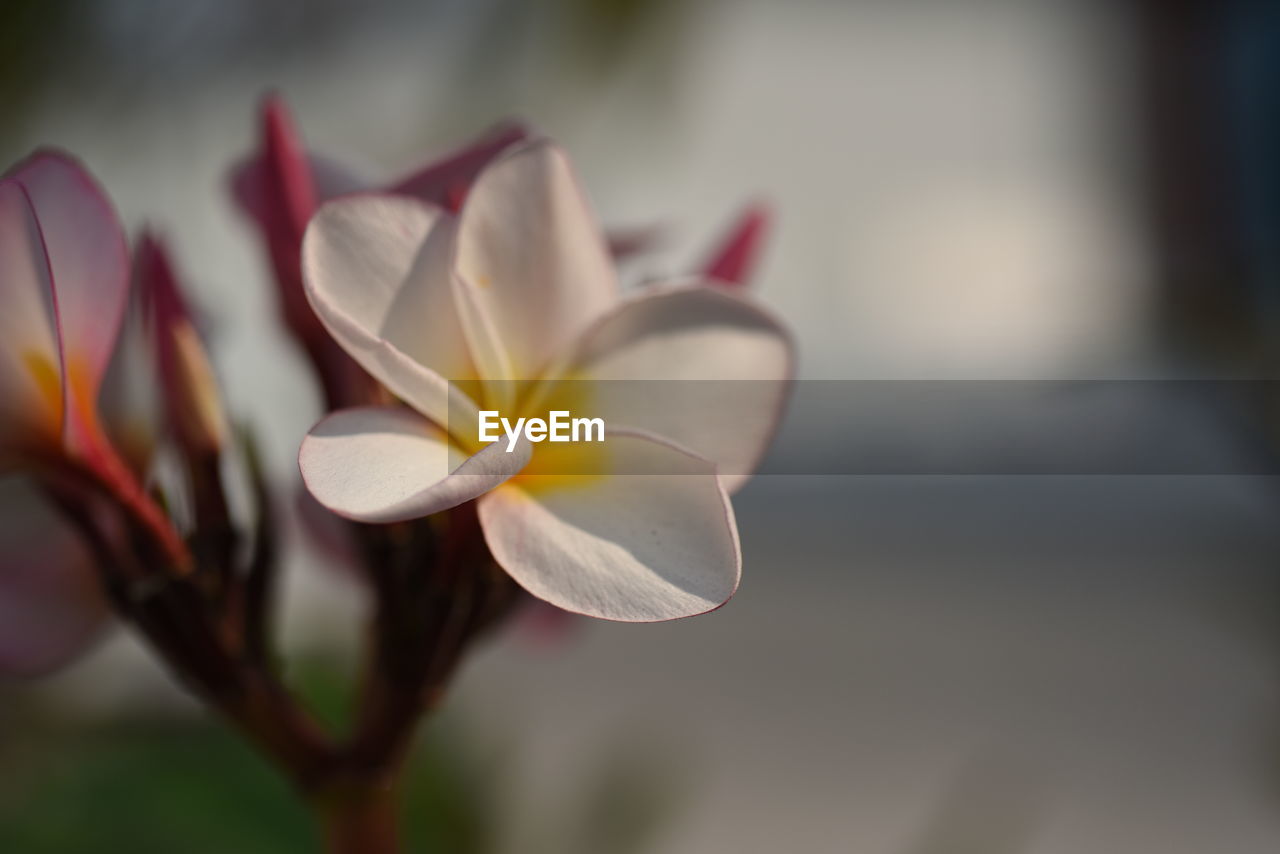 Close-up of white flowering plant