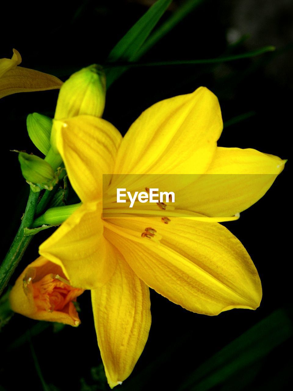 CLOSE-UP OF YELLOW LILY BLOOMING OUTDOORS