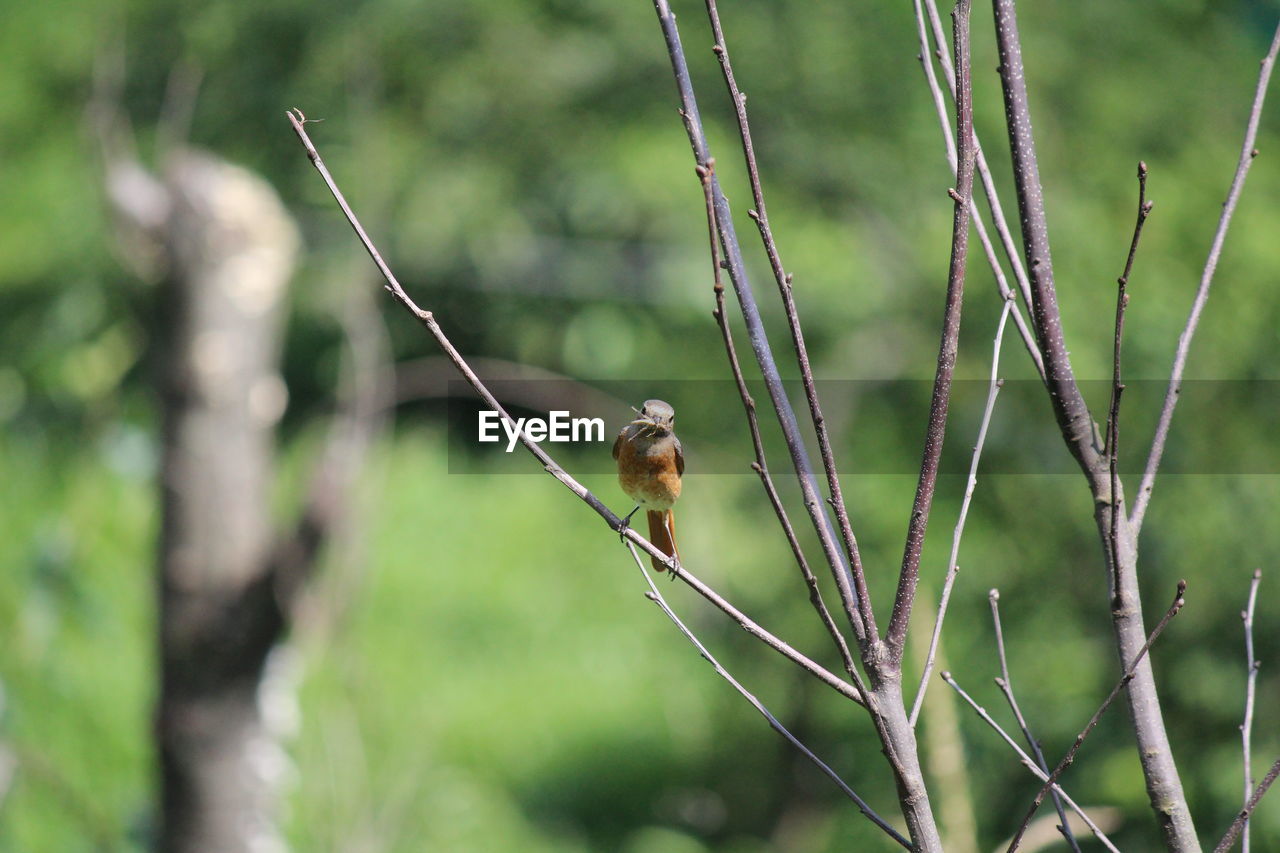 Bird on tree branch