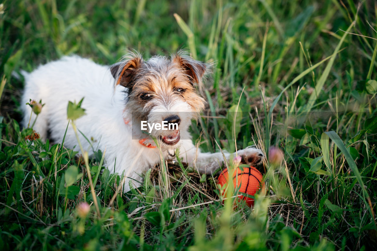 Jack russell terrier puppy dog with long hair play orange ball in green grass