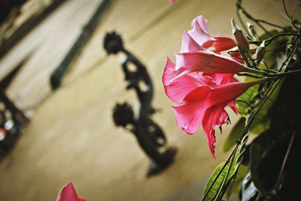 CLOSE-UP OF PINK ROSES