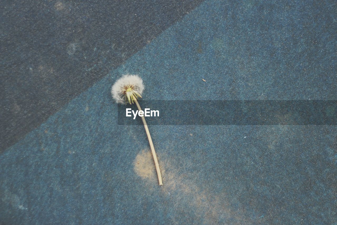 High angle view of dandelion seed on road