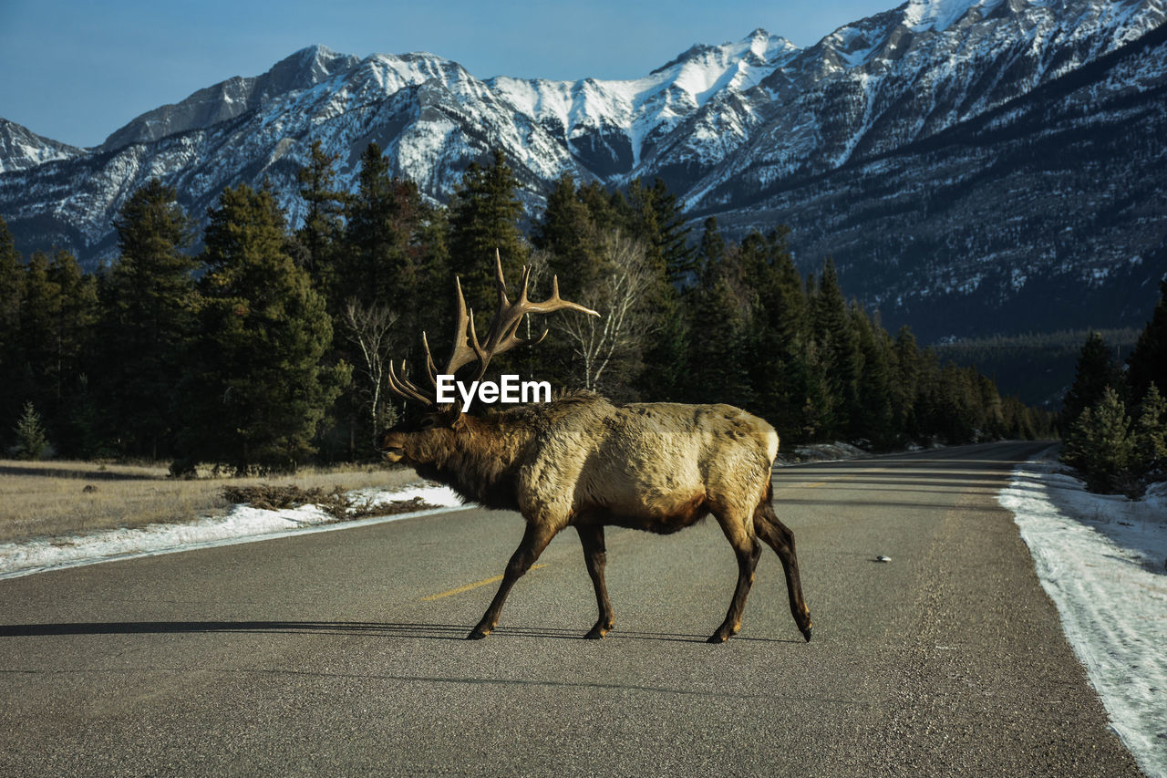 Side view of deer walking on road against mountains during winter