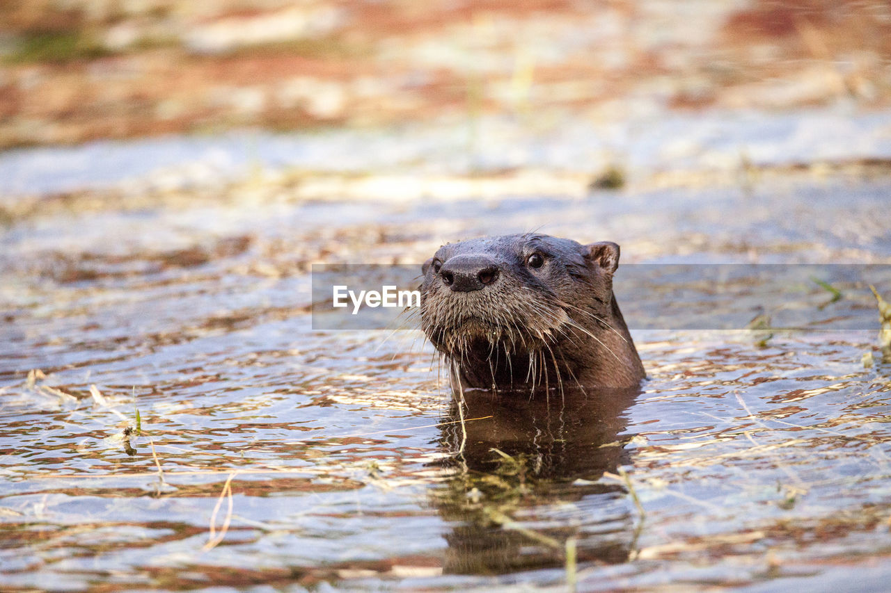 Juvenile river otter lontra canadensis in a pond in naples, florida