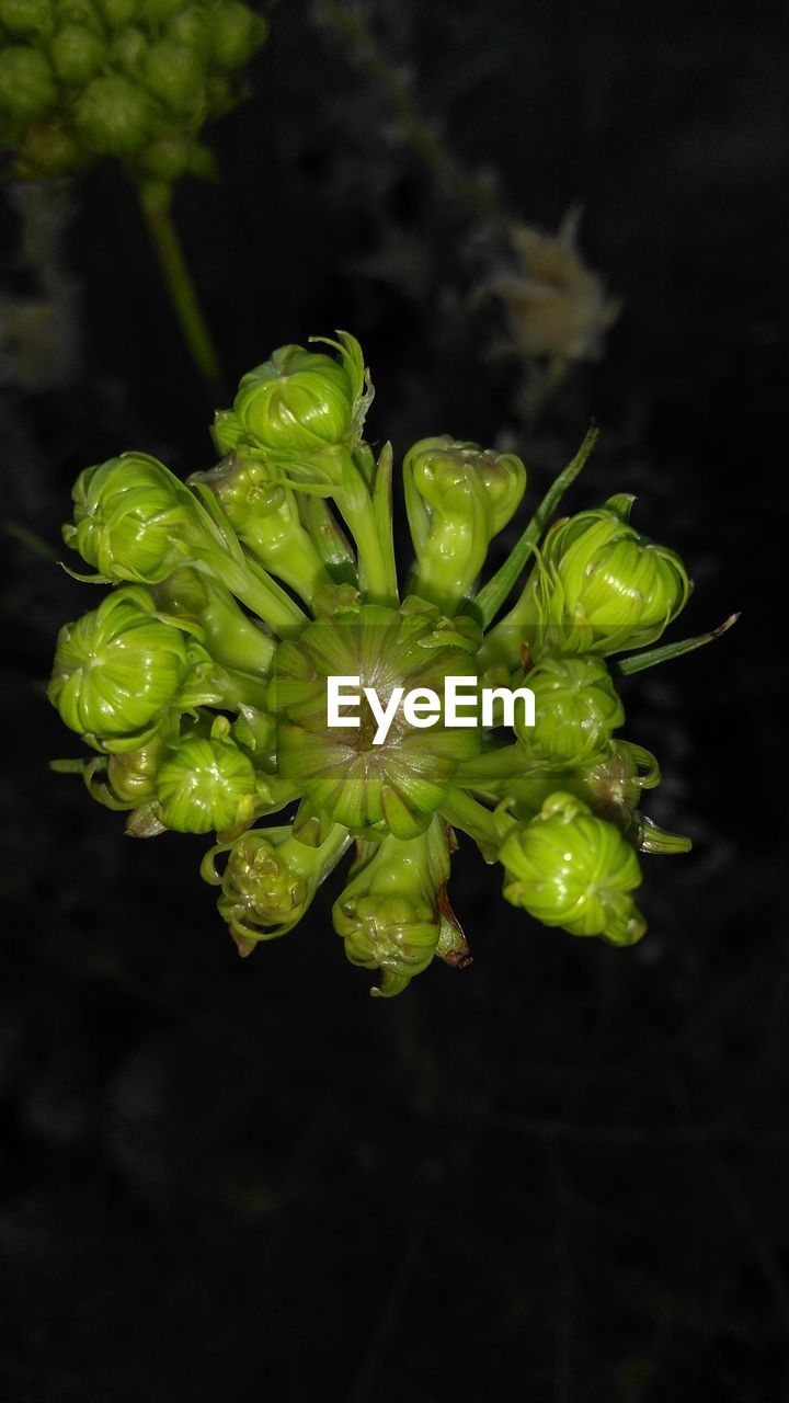 CLOSE-UP OF FRESH GREEN PLANT WITH BLACK BACKGROUND