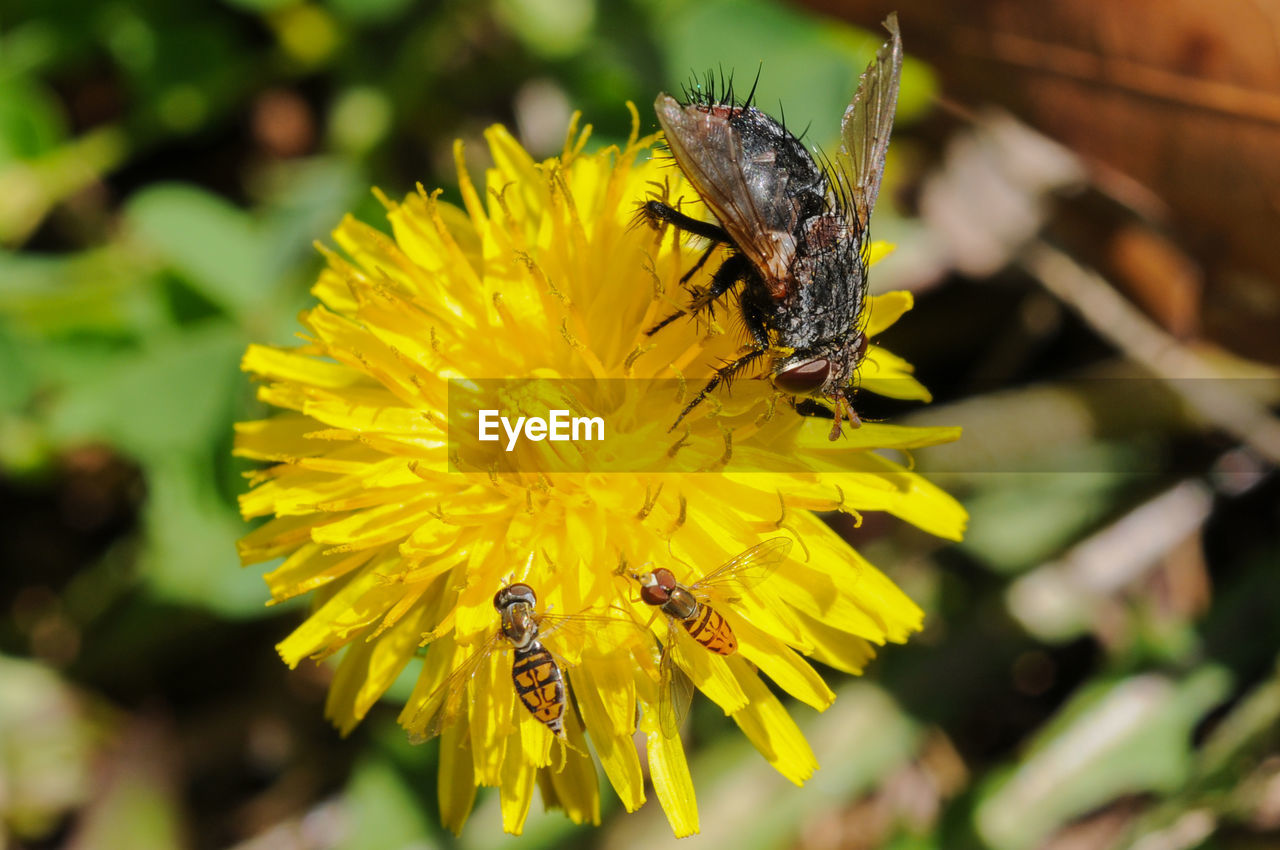 Close-up of bee on yellow flower