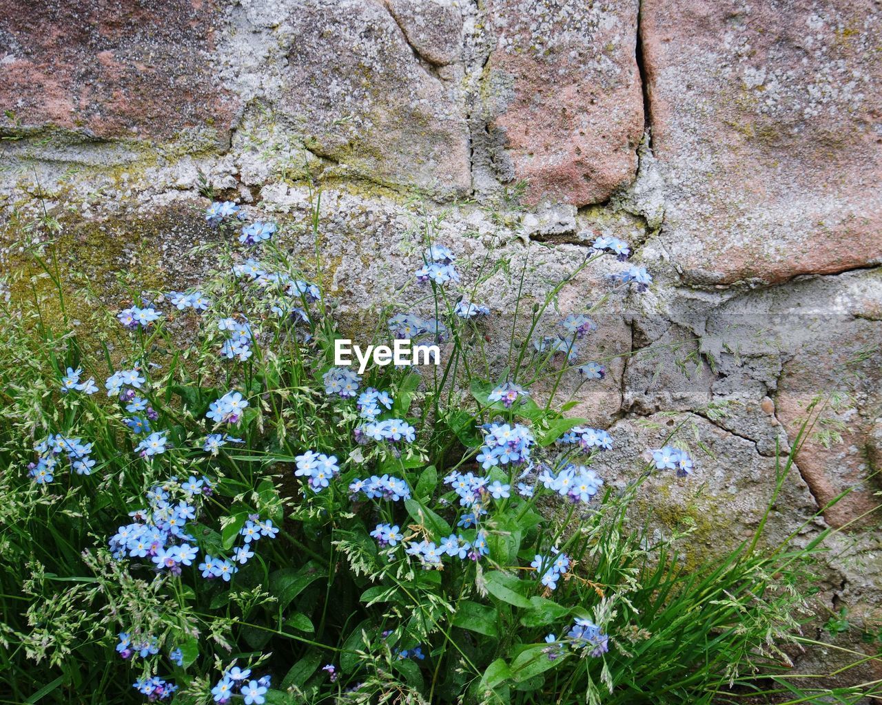 High angle view of blue flowers growing by wall