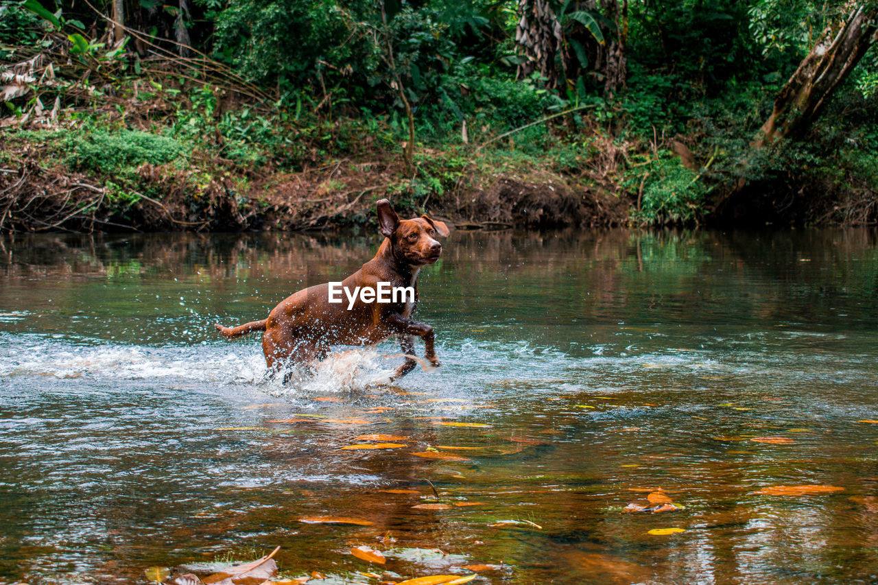 DOG RUNNING IN THE RIVER
