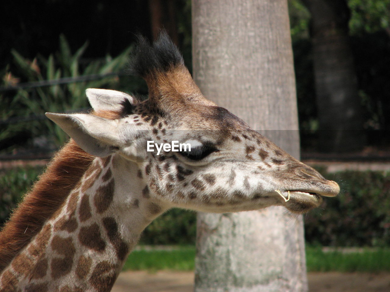 Close-up of giraffe at zoo