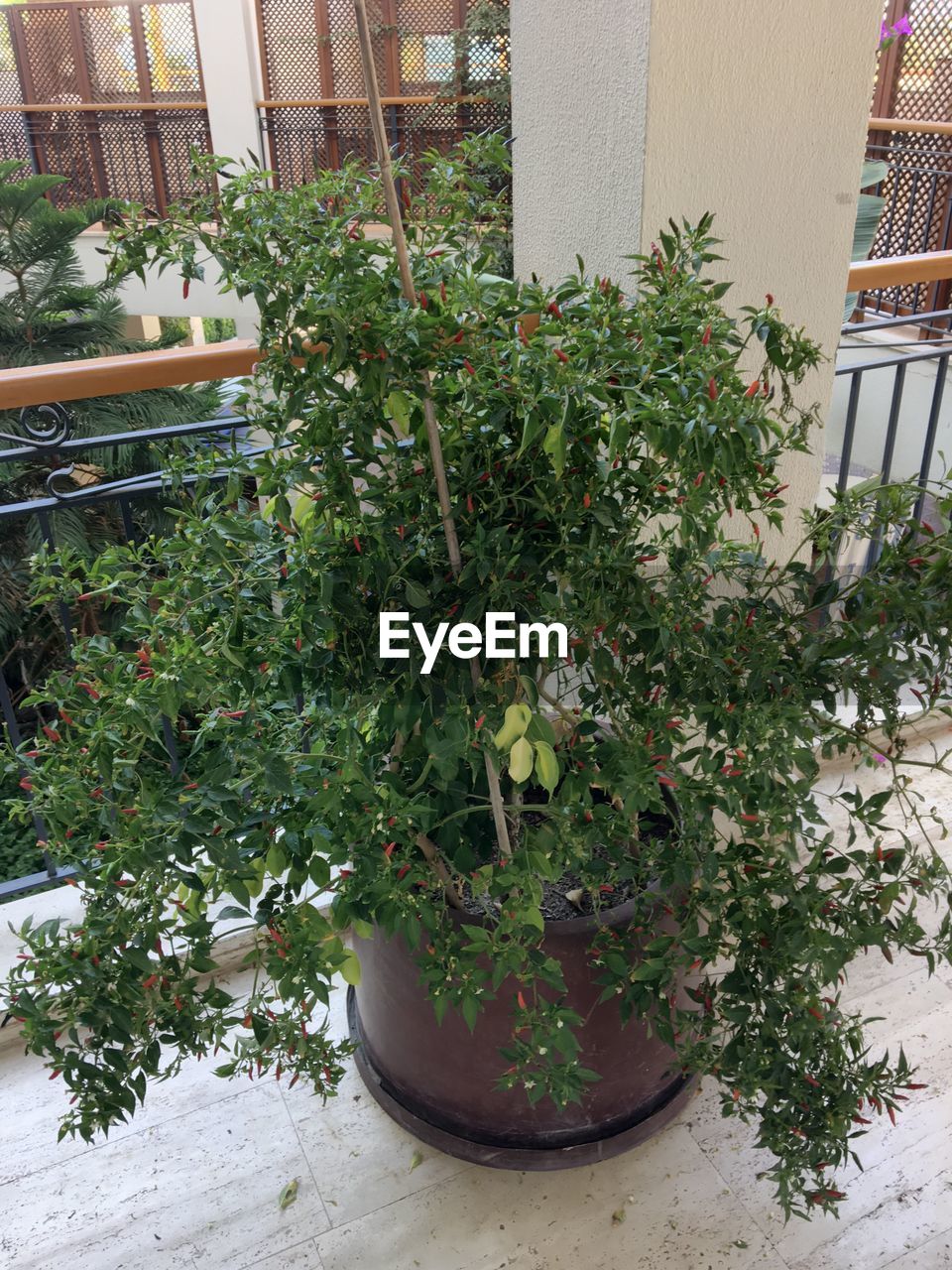 POTTED PLANT AGAINST GREENHOUSE