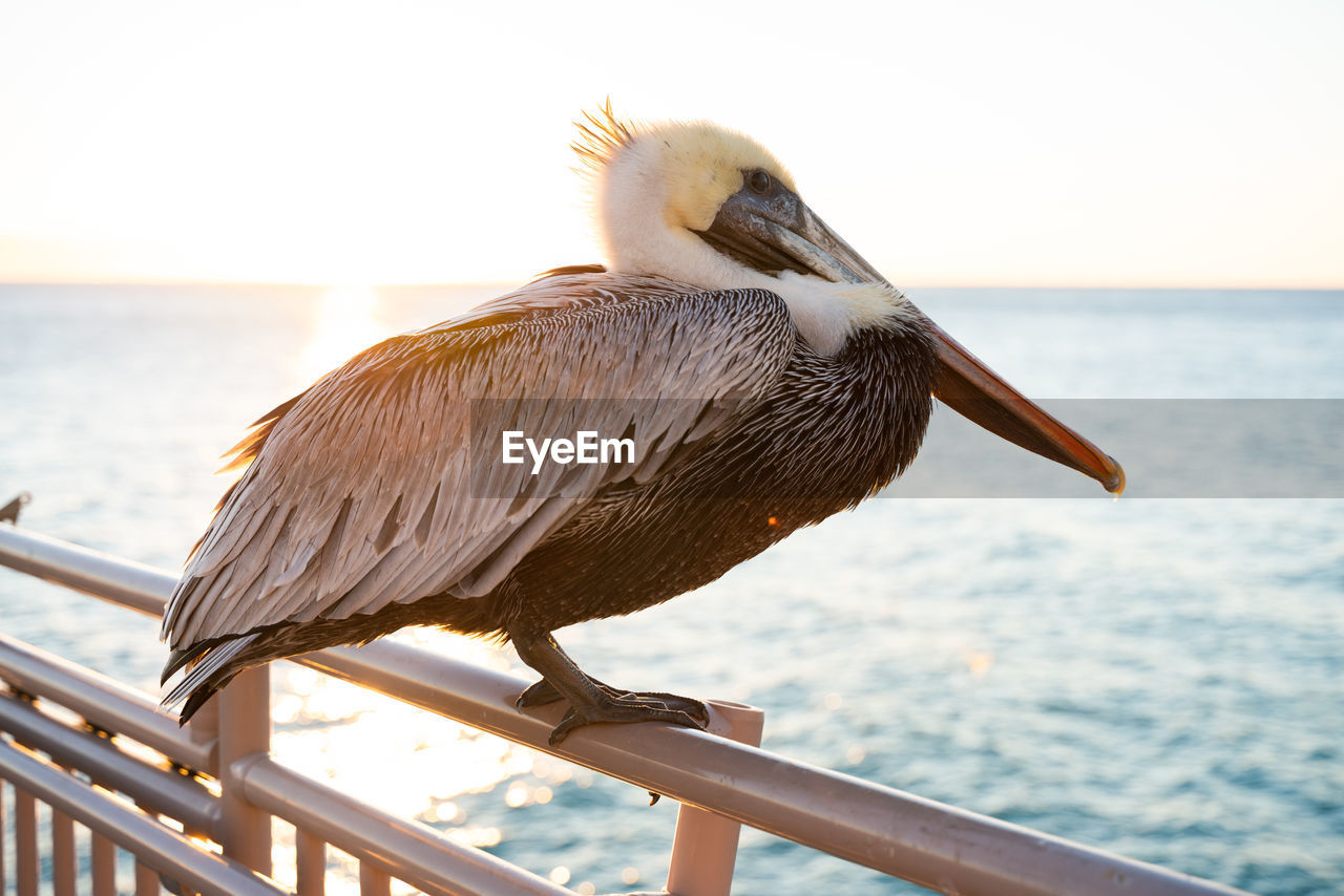 Close-up of bird perching on railing against sea