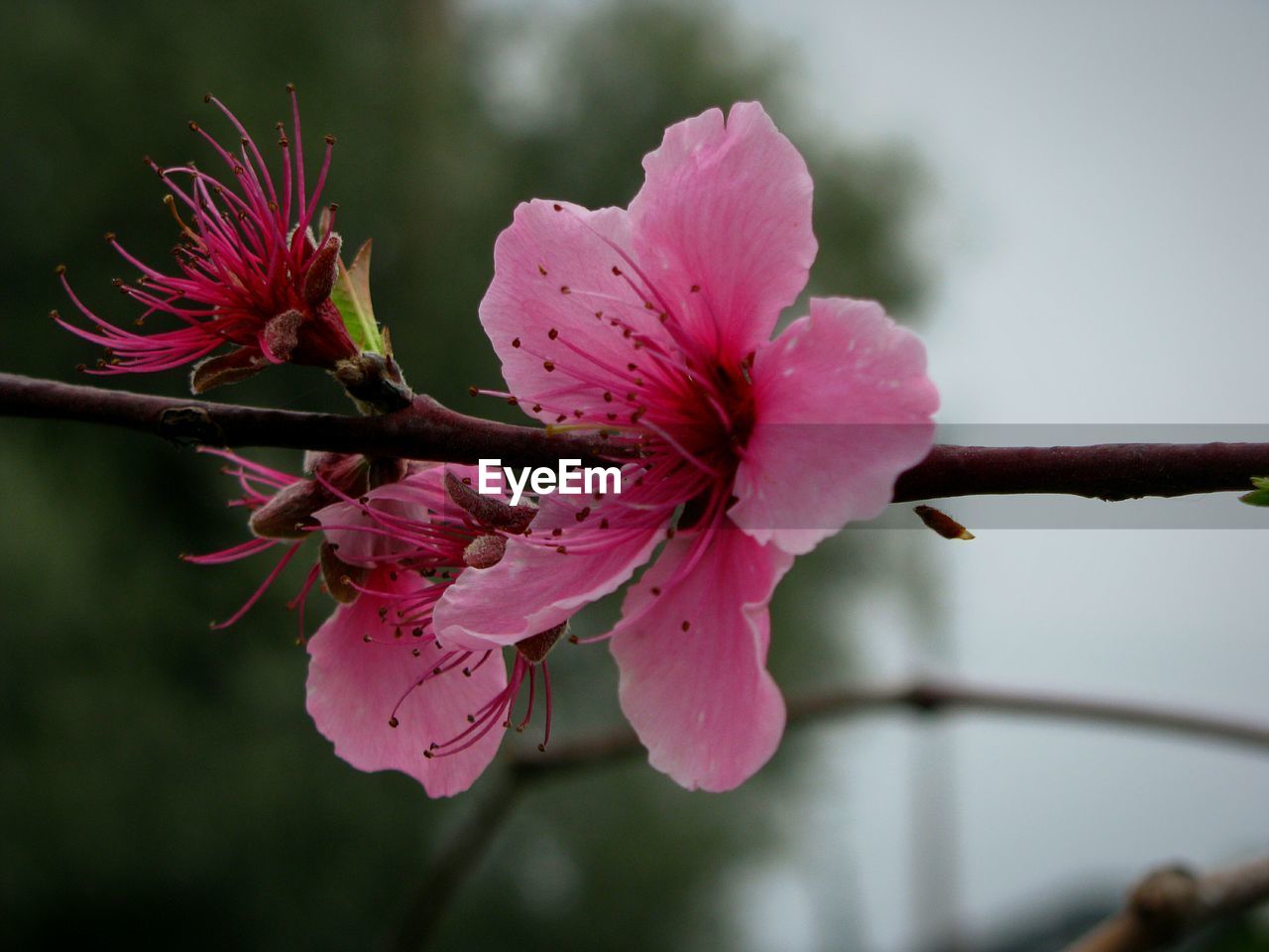 CLOSE-UP OF PINK HIBISCUS BLOOMING ON BRANCH