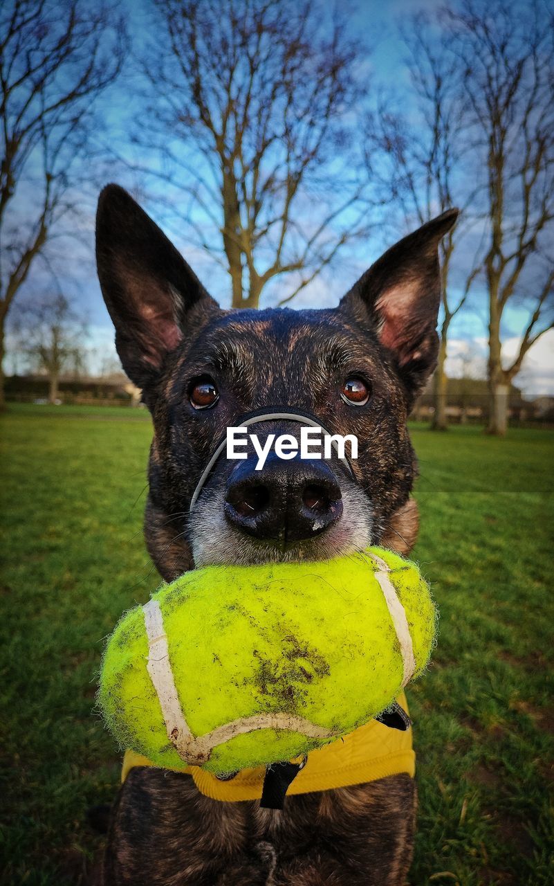 one animal, animal themes, canine, dog, animal, pet, domestic animals, mammal, tennis ball, ball, tennis, portrait, looking at camera, grass, sports, plant, no people, sports equipment, day, nature, carnivore, tree, focus on foreground, animal body part, outdoors, green