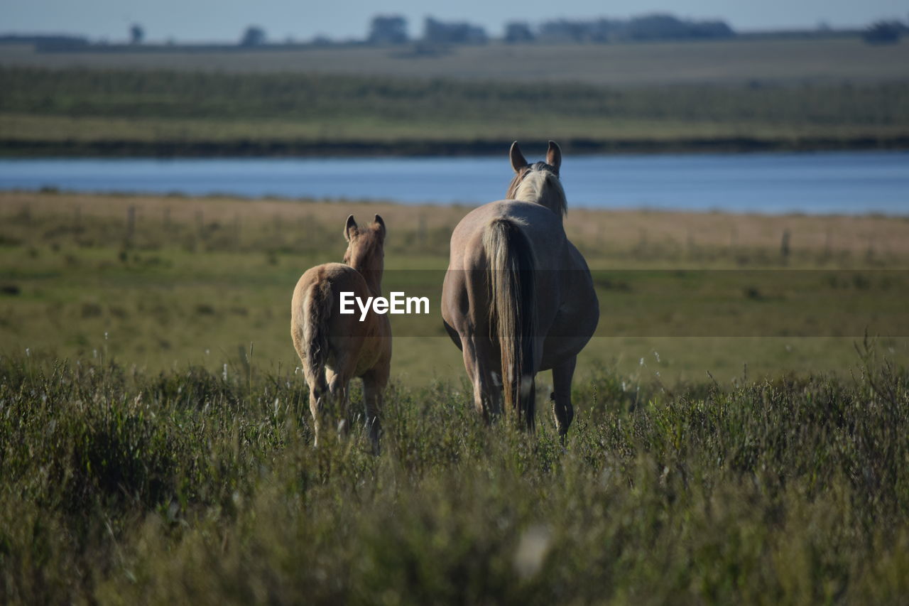 horse standing on grassy field