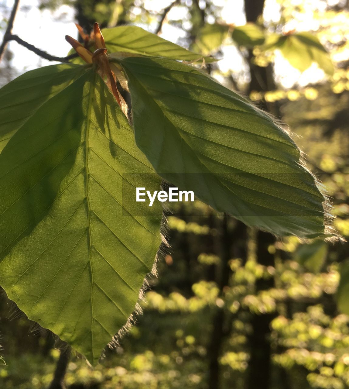 CLOSE-UP OF FRESH GREEN LEAVES ON PLANT