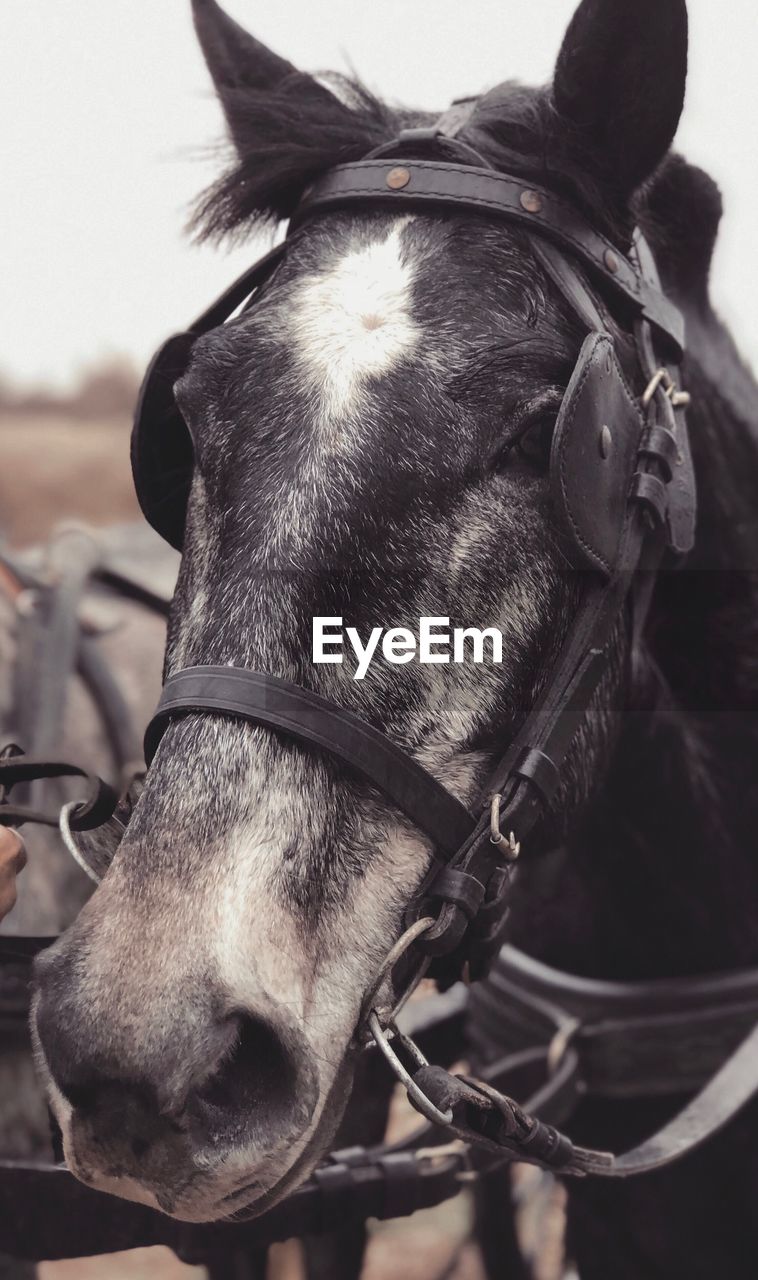 Close-up of horse in ranch