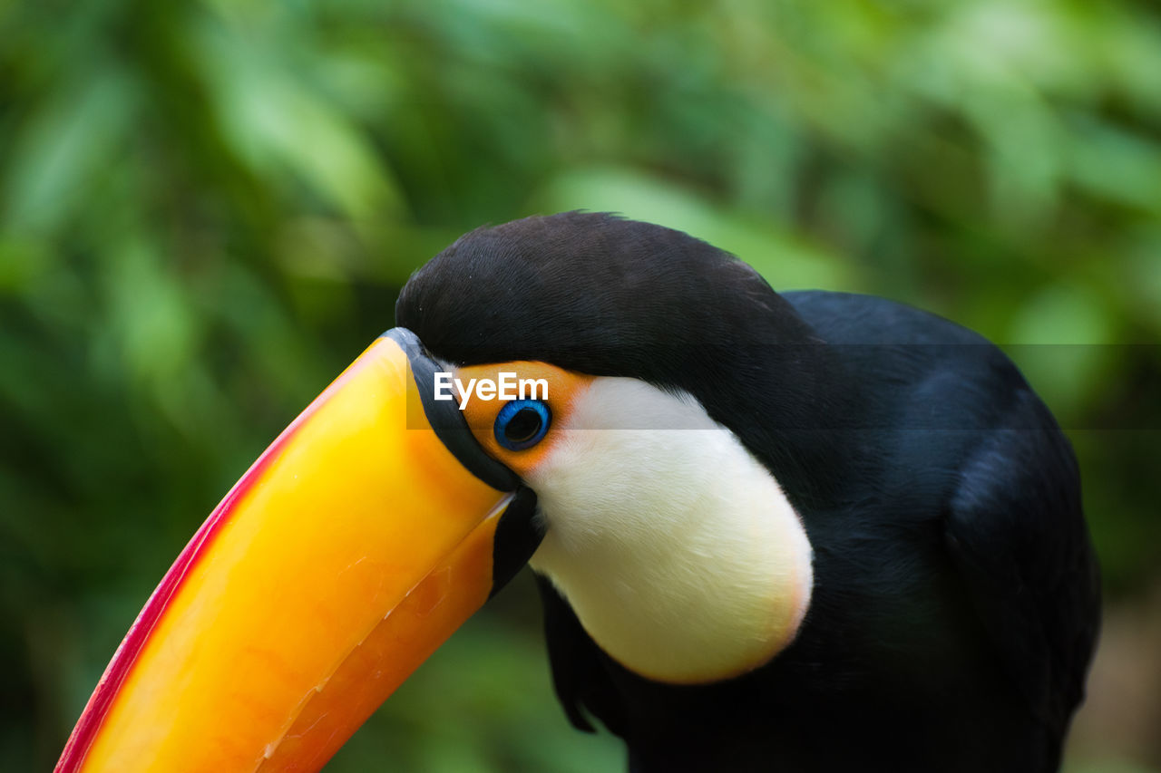 CLOSE-UP OF PARROT