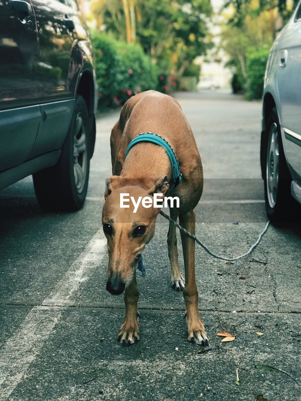 Dog inbetween car on street