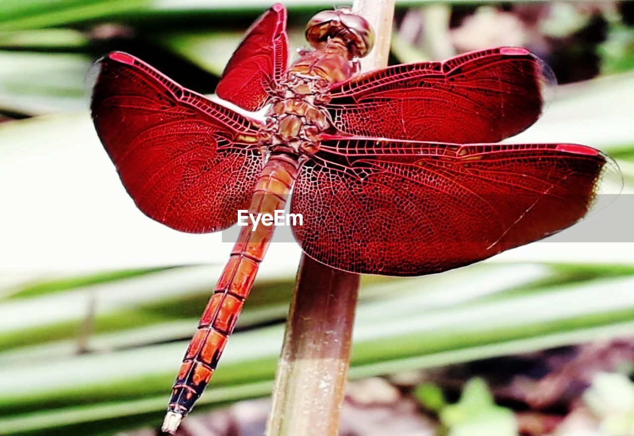 CLOSE-UP OF DRAGONFLY ON PLANT