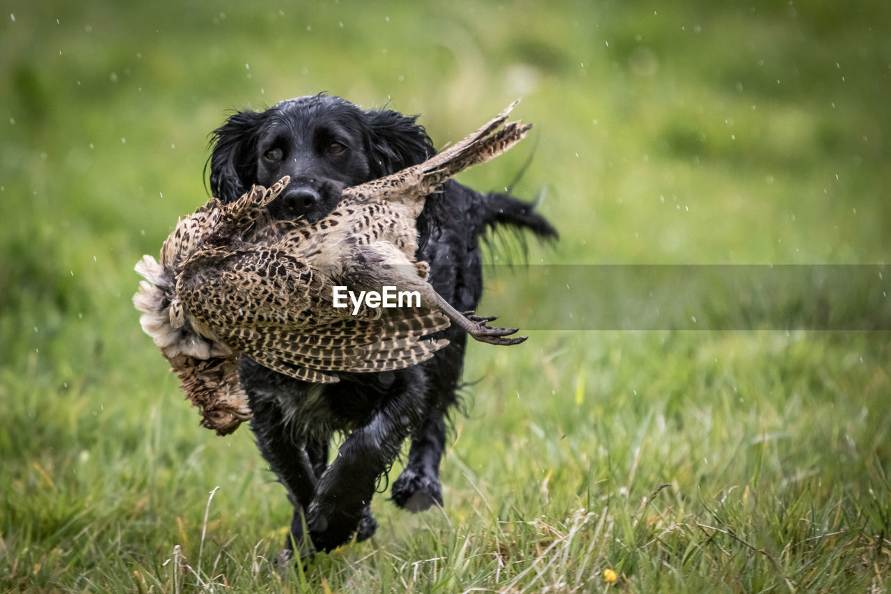 Close-up of black dog running with bird in mouth on grass