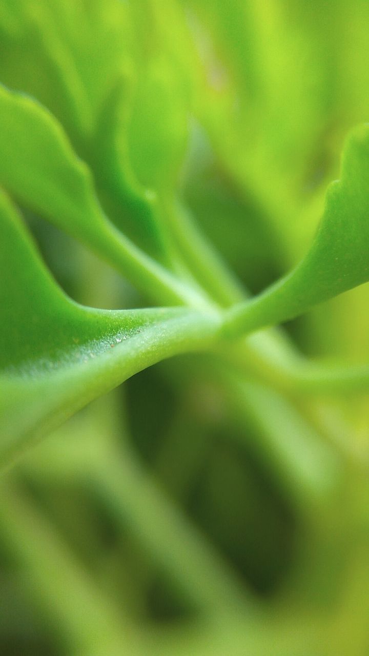 CLOSE-UP OF PLANT