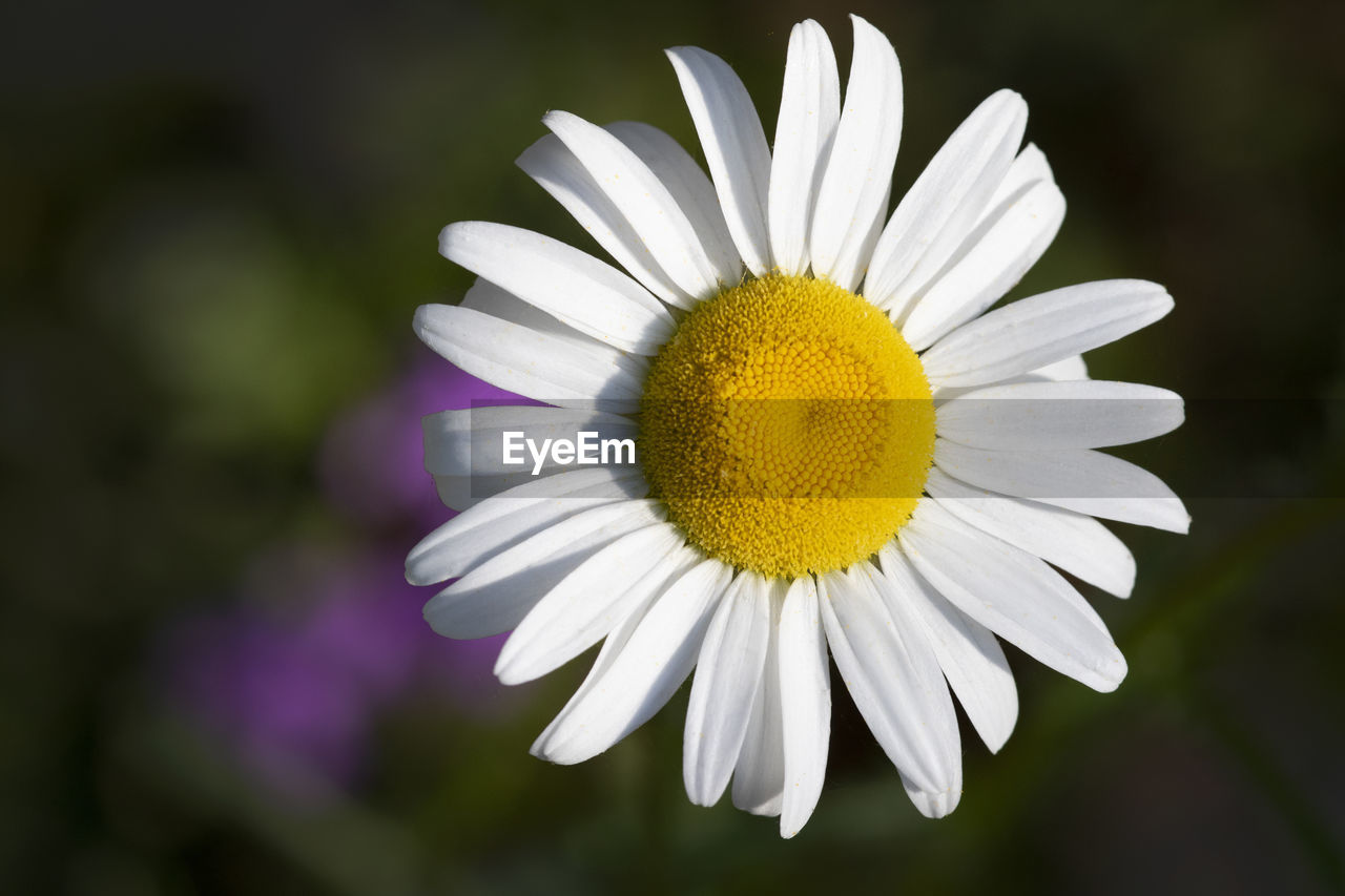 Close-up of white daisy flower