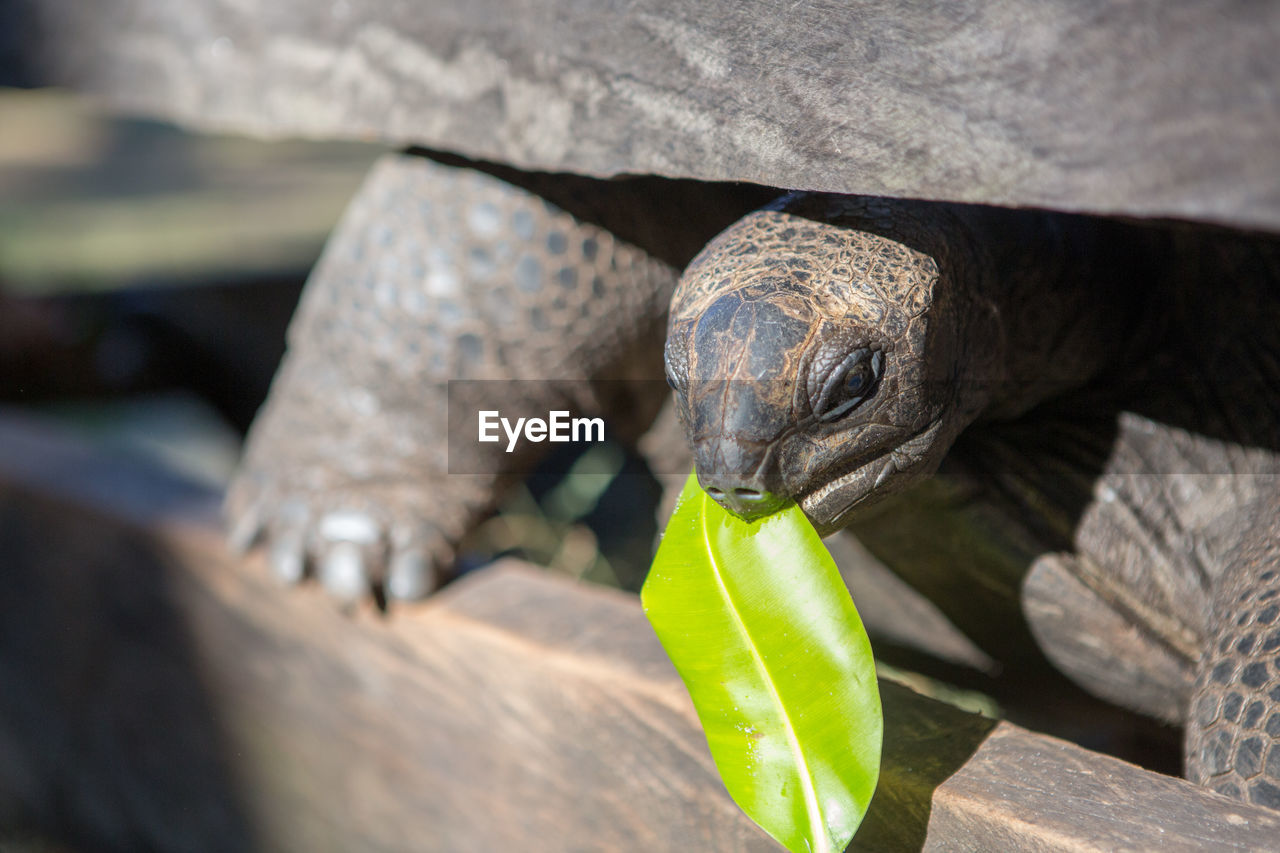 Close-up of tortoise eating leaf