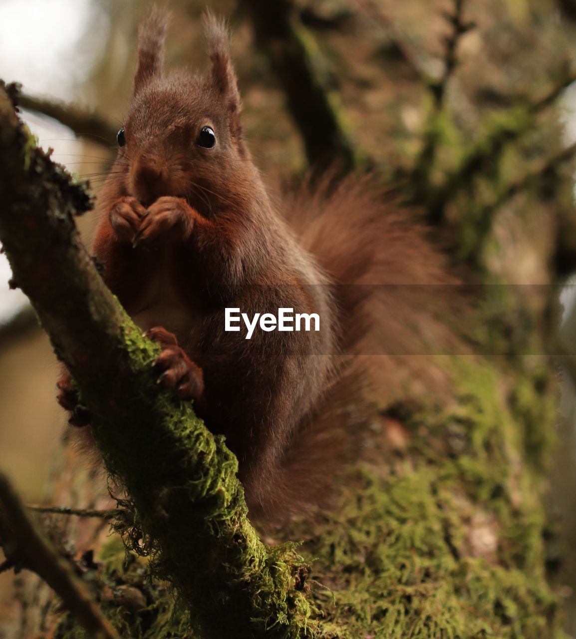 CLOSE-UP OF A MONKEY AGAINST TREE