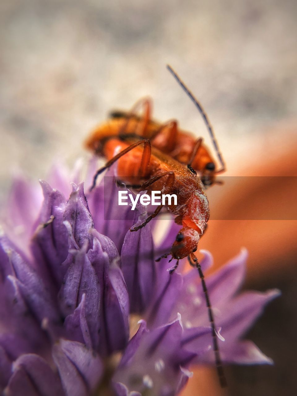 Bugs loving on the flower