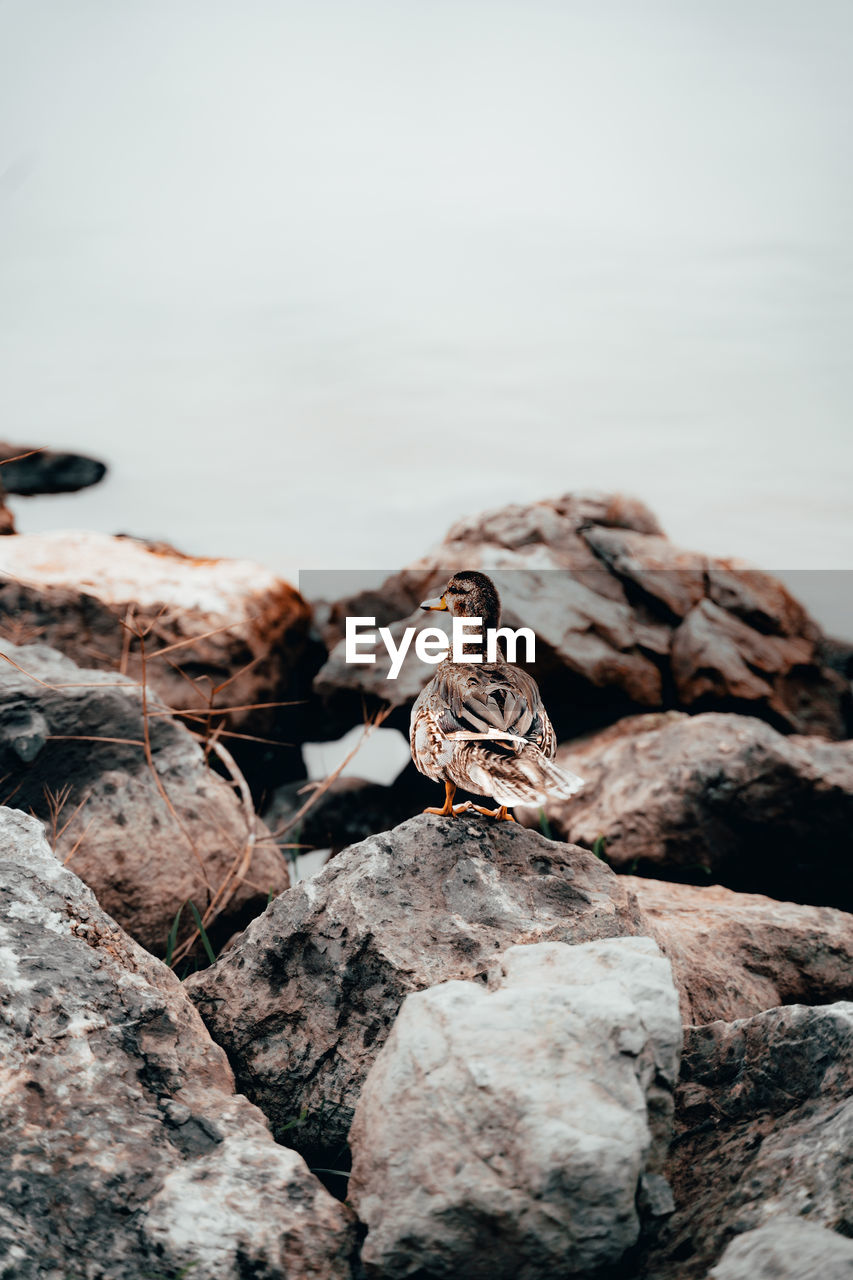 Close-up of bird perching on rock