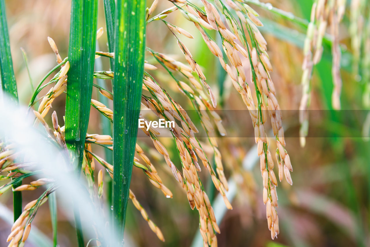 CLOSE-UP OF CROPS GROWING ON FIELD