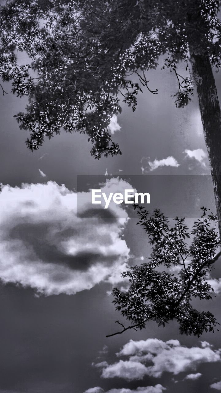 LOW ANGLE VIEW OF TREES AGAINST SKY