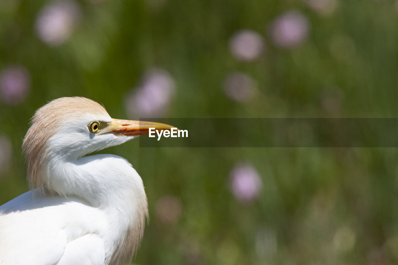 CLOSE-UP OF BIRD